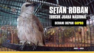 GOPRO SETAN ROBAN! TRUCUKAN Lagu Lelah Durasi Panjang! ... Juara Nasional RADJA CUP