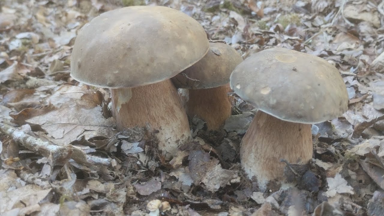 Boletus Aereus. Septiembre 2025.Galicia