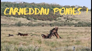 Encountering Carneddau Ponies at RSPB St Aidans