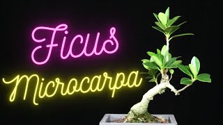 Ficus Microcarpa bonsai. Small trees from cuttings