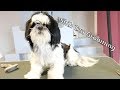 How To Groom A Shih Tzu