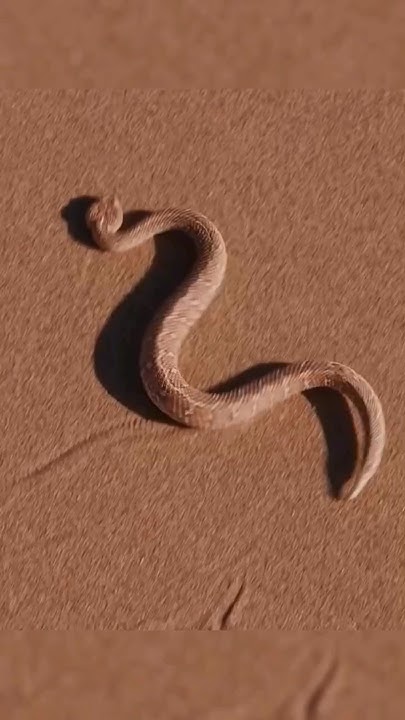 how-to-make-paper-snake-activity-for-kids-diy-paper-snake-moving