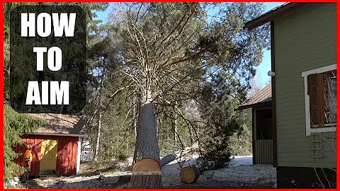 How To Aim a Tree With Your Chainsaw. Tree Felling Tutorial