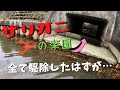【検証】1か月間でザリガニはどれだけ増えるのか?【琵琶湖ガサガサ探検記⑩】Procambarus clarkii