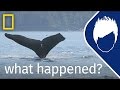 Whales (Episode 10) | wild_life with bertie Gregory