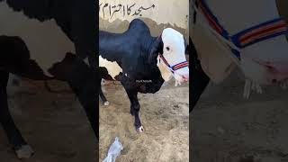 Dil Jeet Leya ❤️‍🔥 Gulabi Bull #cowmandi #livestock #animals #bull #cow #dailyshorts #shorts