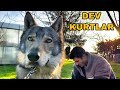 TÜRKİYEDEKİ EN İRİ KURTLAR | KANGALLAR İLE KARŞI KARŞIYA GELSİNLER Mİ ? #czechwolf