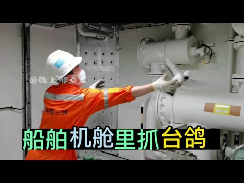 机舱里抓鸽子，它从哪来的？