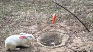 Build Deep Hole Underground Rabbit Trap Using Nets - How To Trap Wild Rabbit That Work 100%