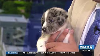 Rescue Rehome Repeat holding pet adoption event Saturday and Sunday