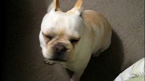 French Bulldog Temper Tantrum