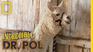 Spitting Mad | The Incredible Dr. Pol