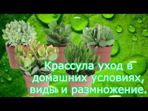 Крассула портулаковая уход в домашних условиях