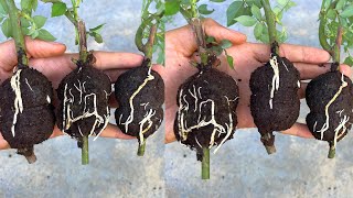 Good Tips for Propagating Roses at No Cost, with Extremely Many Roots