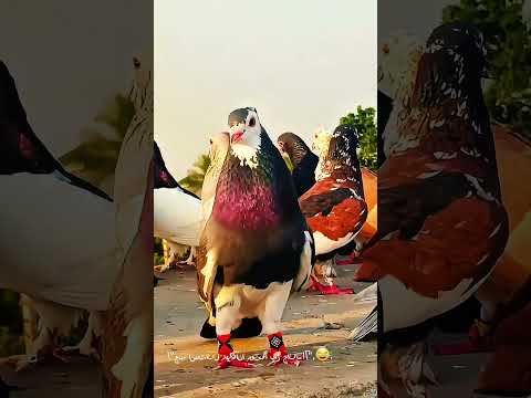 মাশাল্লাহ অনেক সুন্দর একটি কবুতর #pigeon #kabootarloft05 #top #kabutar