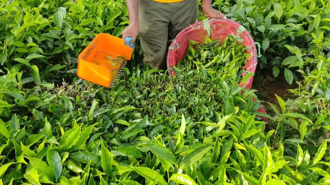 Battery tea harvester