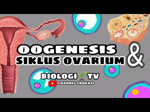 proses oogenesis (pembentukan ovum) dan siklus ovarium - biologi sma bab.sistem reproduksi kelas 11