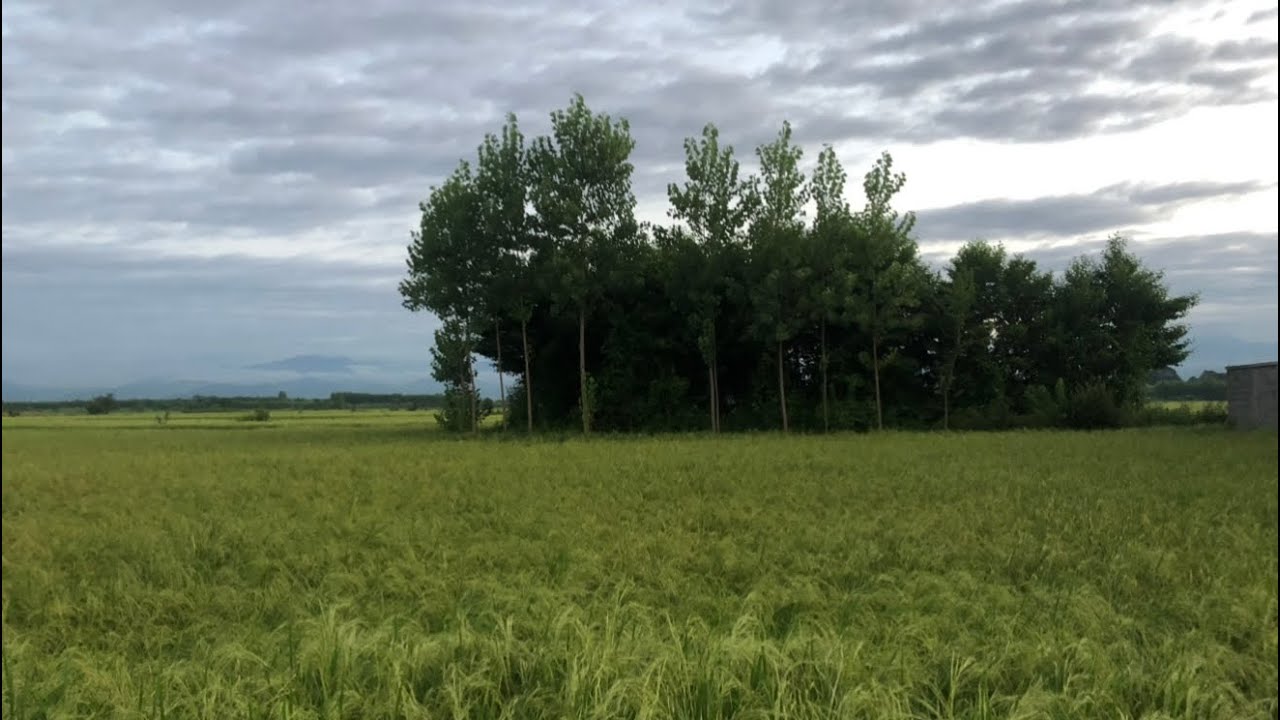 🏝️🥰The Cute Scenery Of Nature |Travelling to The Countryside 🏡🍀🌹🥰🏝️