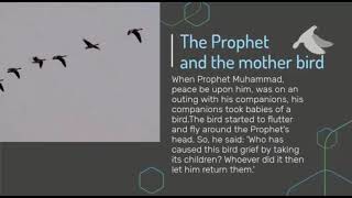 النبي محمد ﷺ رحمة للعالمين - باللغة الإنجليزية Prophet of Mercy