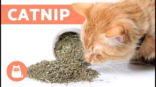 Cosa serve l'erba gatta per i gatti?