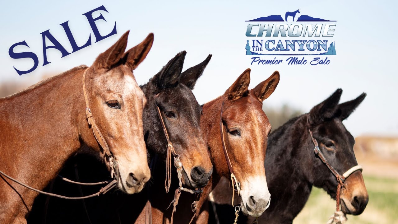 2025 AUCTION LIVE ~ Chrome in the Canyon Premier Mule Sale