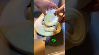 Pieds ball pythons from last season! #molinarosnakelab #piedballpython #python #diy #shorts #snakes