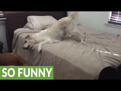 Guilty dog caught on bed, gives hilarious reaction