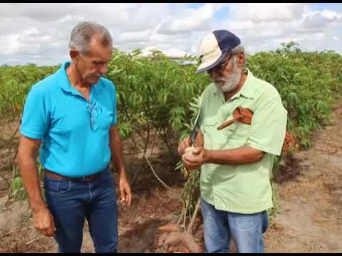 Vídeo: O que é mandioca? terra natal da mandioca. Variedades, descrição e características do cultivo de mandioca