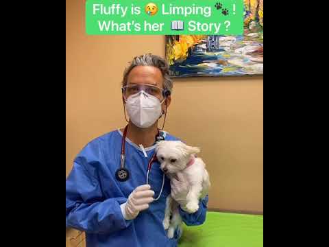 Video: Canine Luxating Patella Behandling