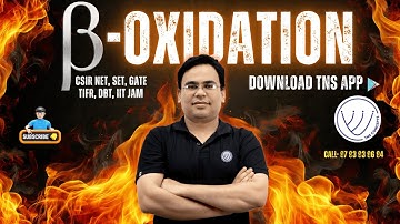 How Your Body Actually Burns Fat (Beta Oxidation Explained)