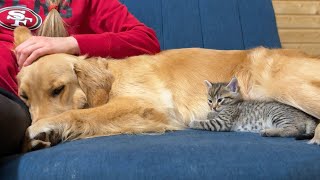 Kitten confuses Golden Retriever with her mom