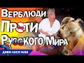 Дану Борисову досі не відпускає ЗЕЛЕНСЬКИЙ і відро білого снігу. Верблюди Єгипта проти РУССКОГО МИРА