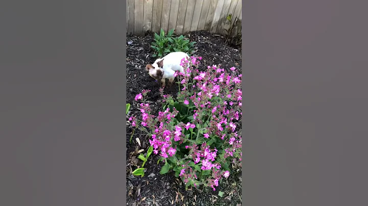 Nikita is searching for the bumblebee.