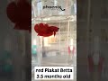 Red plakat betta fish 35 months old random sample of my breeding