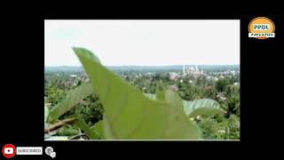 KAMPAR LAGU OCU KARAOKE TAMPA VOCAL#PAPA DELLA ARRS PRODUCTIONS#
