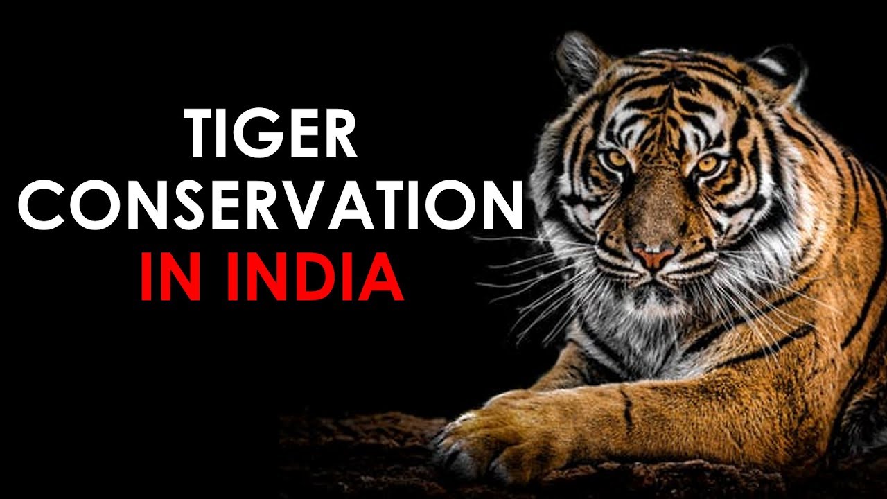 Tiger Conservation In India Quick Revision For UPSC IAS Prelims Tiger Conservation In India Quick Revision For UPSC IAS Prelims