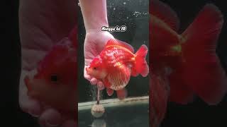 Ikan yang sama di waktu yang berbeda 😁. #ceritaikanhias #goldfish #ikanmaskoki #ikanhias #maskoki