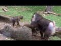 Mandrills acting like humans - the Columbus Zoo