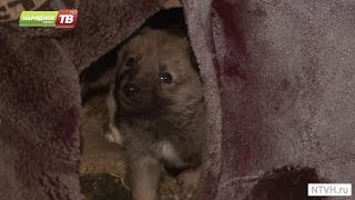 Малыши живут на улице Малыши живут на улице