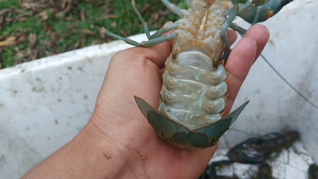 ស្រង់លប យកមេពងៗមកភ្ញាស់ក្នុងអាង (មានលក់ពូជបង្កង0975030885) YouTube