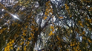 Sourate Al Qiyamah by Ahmed Nufays أحمد النفيس سورة القيامة