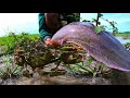Unique Fishing Catching 2022 | Magur fish | mass dora- mass mara