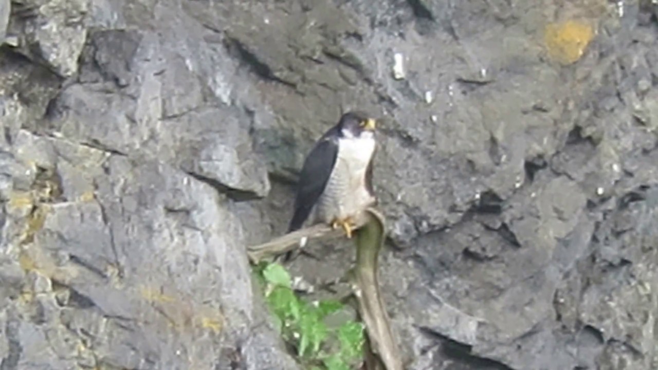 052118 Tiercel Peregrine Falcon At Snoqualmie Falls Wa 6273112