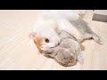 お姉ちゃんウサギが好きすぎて子猫のように甘えちゃう満4歳の猫