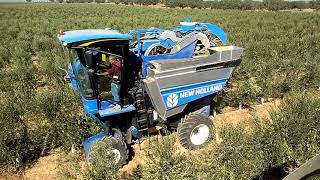 Campanha de olival super intensivo | EXTREMAPOSTA AGRÍCOLA 2020