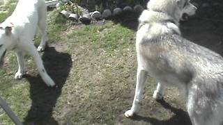 White German Shepherd VS Siberian Husky Mix -