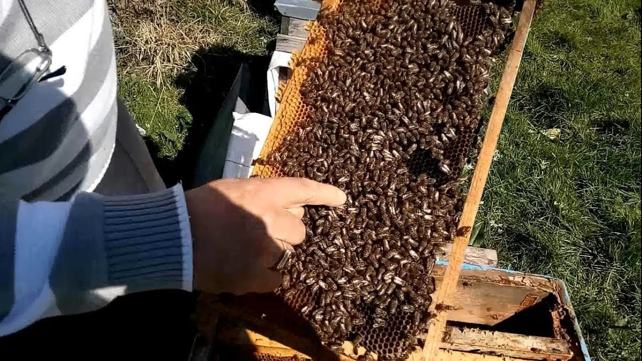Arı Bakımı - Erken Bahar Ana Arı Üretim Yöntemi - 10.03.2018 - Nogay Arıcılık