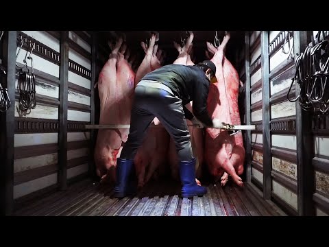 [Fuld ver] Sådan slagtes en gris / håndlavet svinekød / svinekødsnedbrydning - uddannelsesmæssig