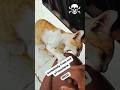 Cat acts wild | Funny ending 🤣