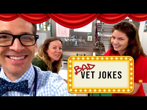 Видео: Bad Vet Jokes